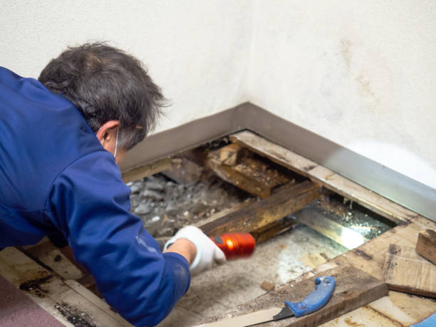 Reliable Dubuque, IA Mold Removal Solutions