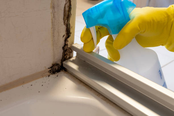 Mold Testing and Removal in Dubuque, IA
