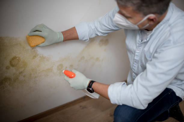 Home Mold Removal in Dubuque, IA