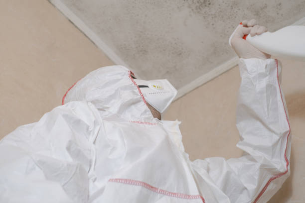 Best Black Mold Removal  in Dubuque, IA