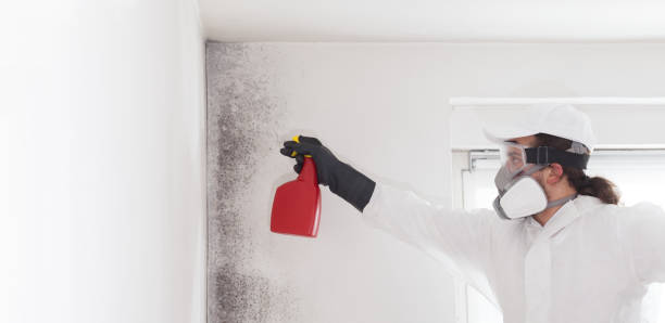 Trusted Dubuque, IA Mold Removal Experts
