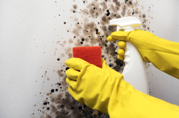 Best Attic Mold Removal  in Dubuque, IA