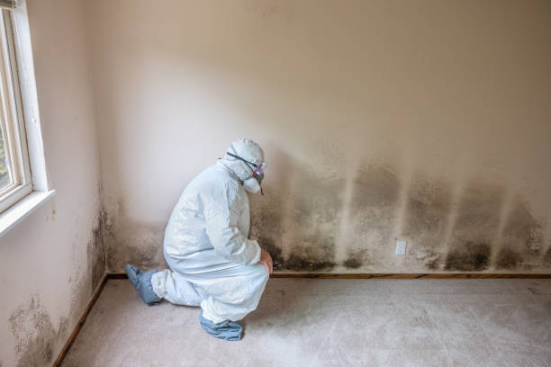 Best Commercial Mold Removal  in Dubuque, IA