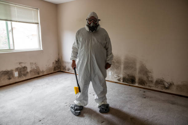 Best Mold Removal and Inspection  in Dubuque, IA
