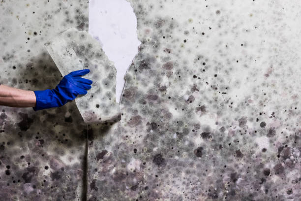 Best Mold Testing  in Dubuque, IA