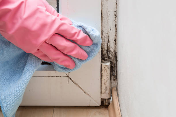 Best Mold Damage Repair  in Dubuque, IA