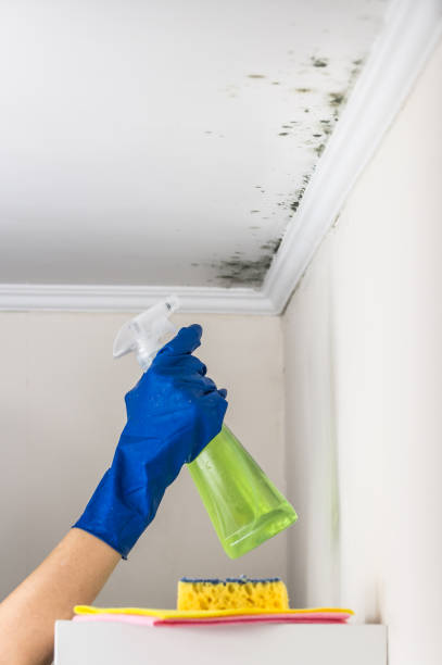 Best Emergency Mold Removal  in Dubuque, IA